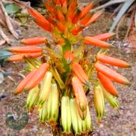 Aloe microstigma