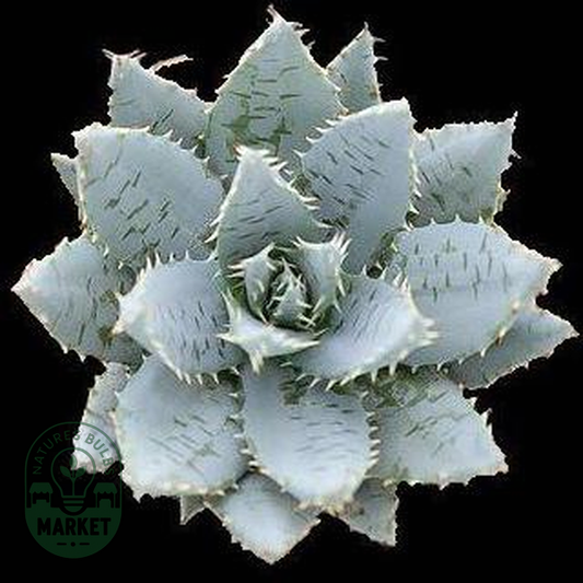 Aloe mitriformis