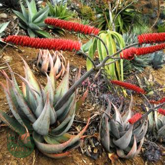 Aloe ortholopha