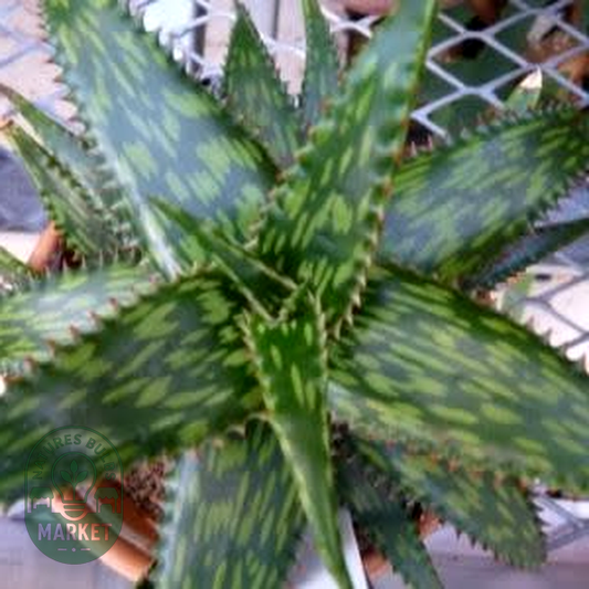 Aloe parvibracteata