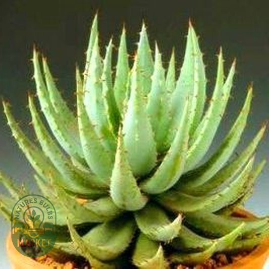 Aloe peglerae