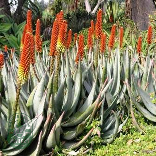 Aloe petricola