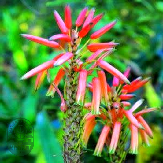 Aloe pluridens