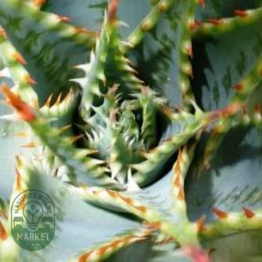 Aloe pratensis