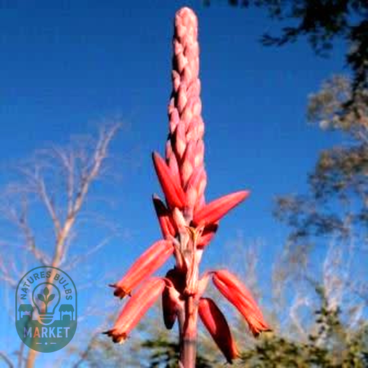 Aloe pretoriensis – Pretoria Aloe