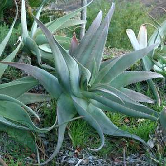 Aloe pseudorubroviolaceae