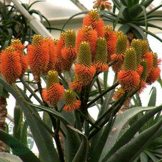 Aloe rupestris