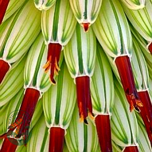Aloe speciosa