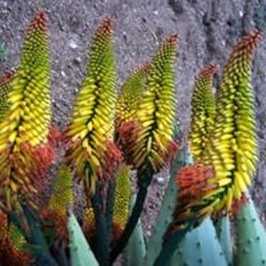 Aloe spectabilis
