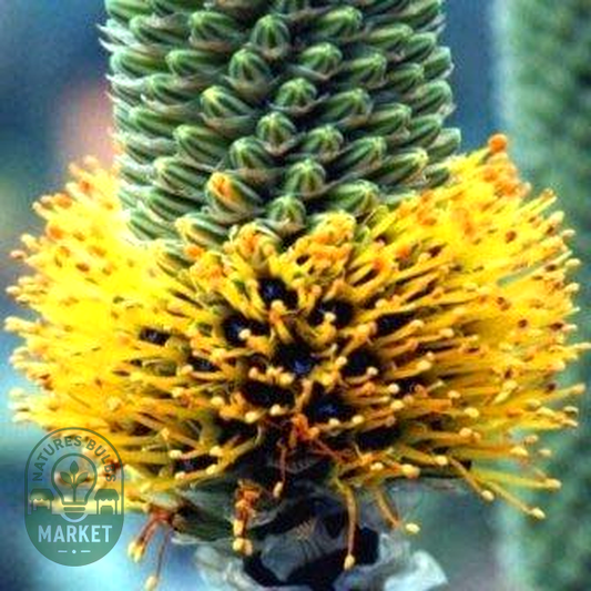 Aloe spicata