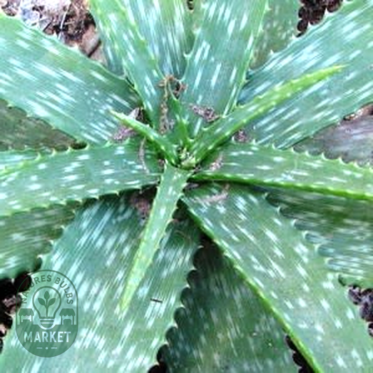 Aloe swynnertonii