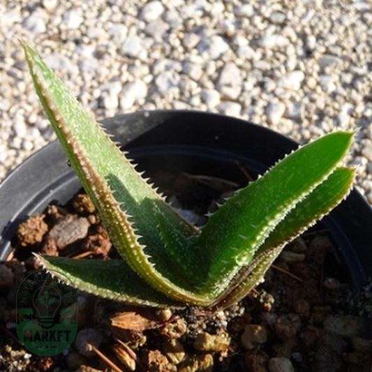 Aloe thorncroftii