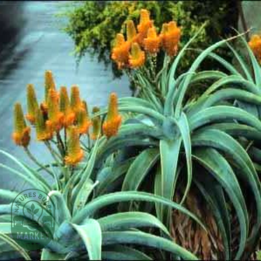 Aloe thraskii