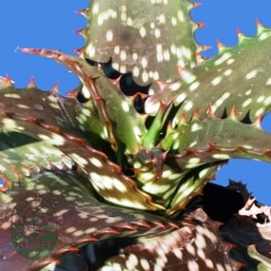 Aloe transvaalensis