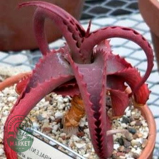 Aloe vanbalenii