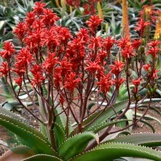 Aloe vaombe
