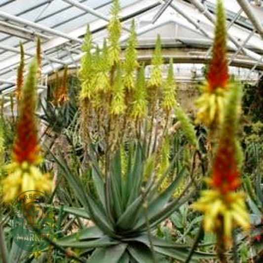 Aloe wickensii