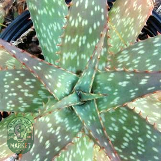 Aloe zebrina