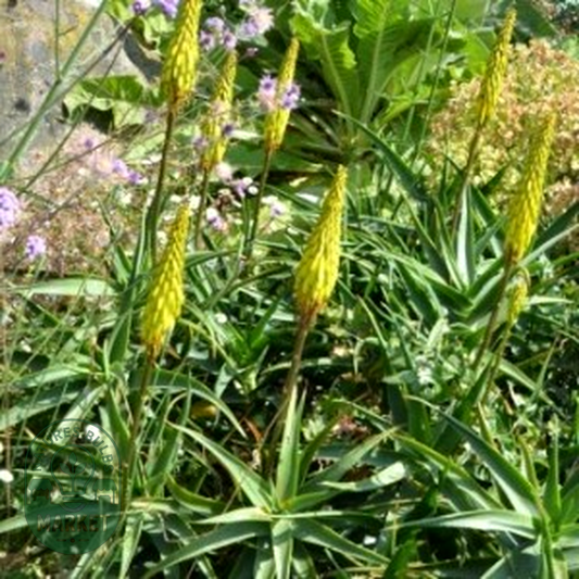 Aloiampelos striatula