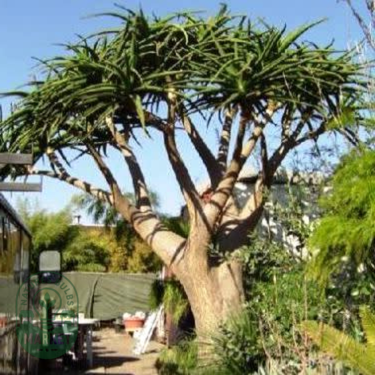 Aloidendron barberae