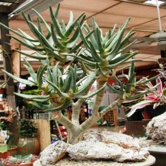 Aloidendron ramosissimum