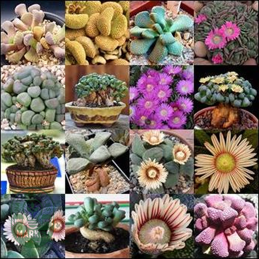 Aloinopsis Mixed Species