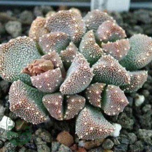 Aloinopsis luckhoffii