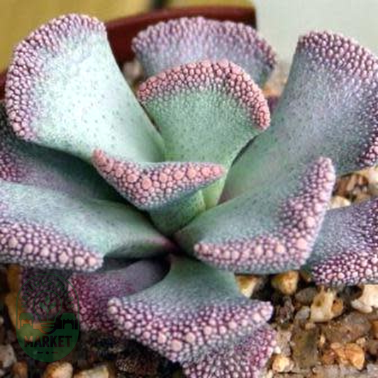 Aloinopsis malherbei