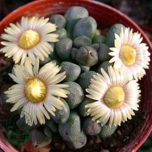 Aloinopsis peersii