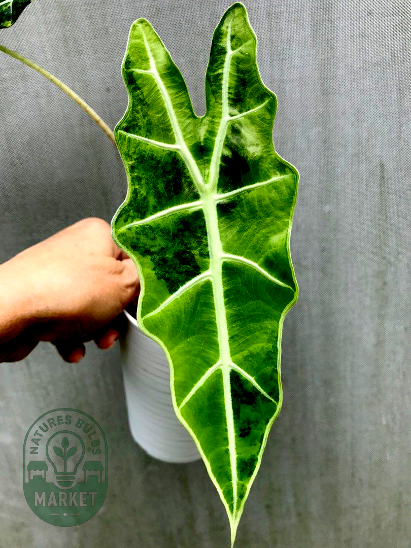 Alocasia Amazonica aurea variegated