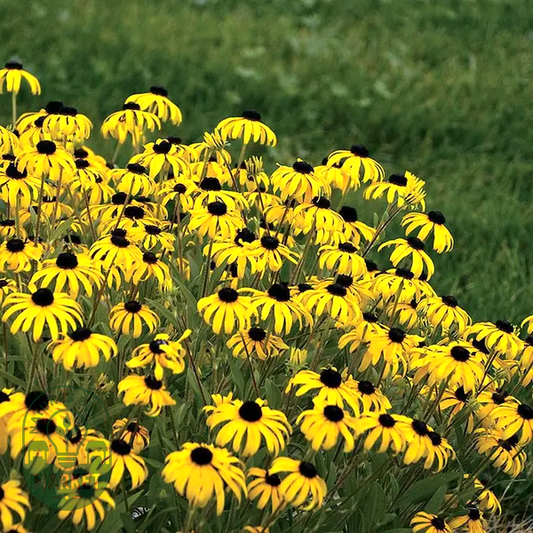 American Gold Rush' Rudbeckia