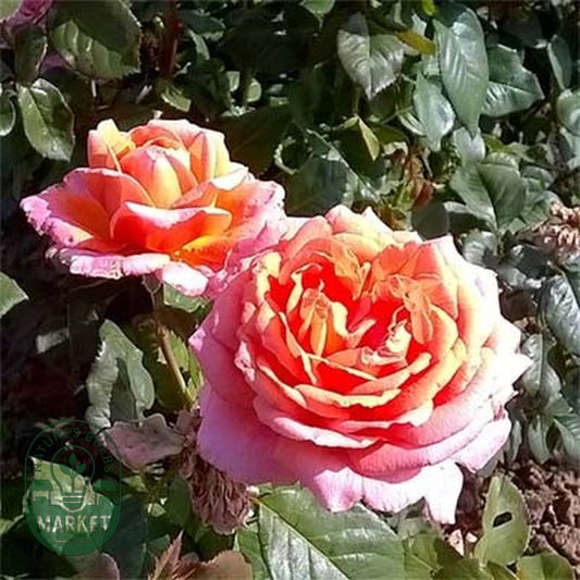 Amour De Molene
