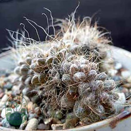 Anacampseros albidiflora
