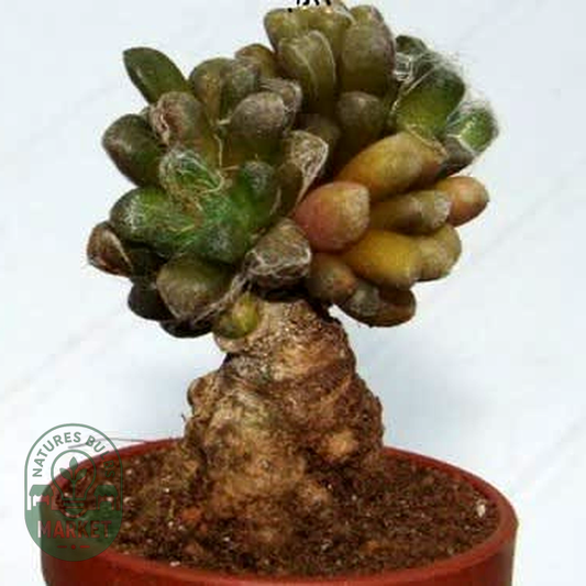 Anacampseros arachnoides