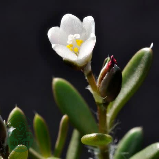 Anacampseros australiana