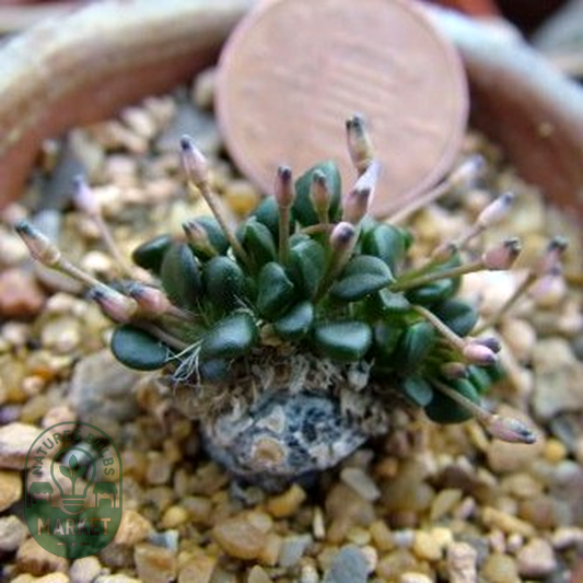 Anacampseros comptonii