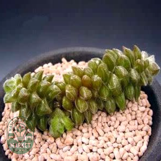 Anacampseros filamentosa
