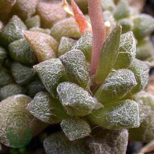 Anacampseros karasmontana
