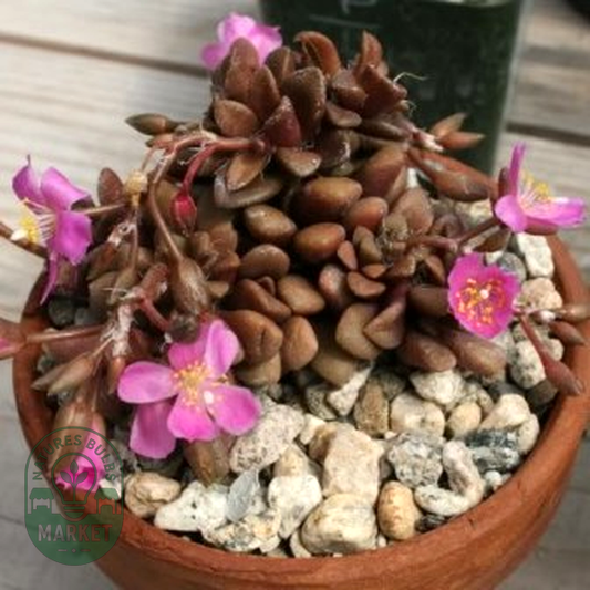 Anacampseros lubbersii