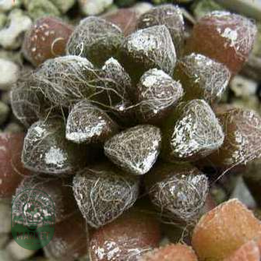 Anacampseros namaquensis