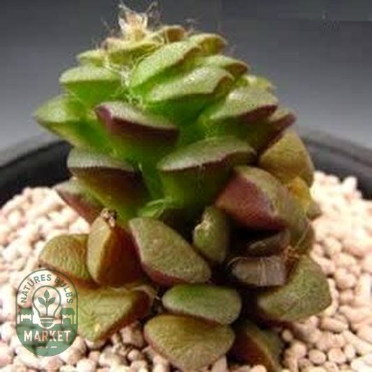 Anacampseros retusa