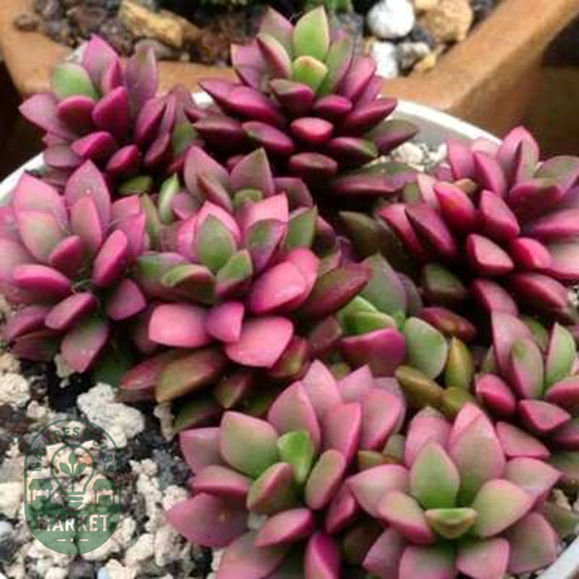 Anacampseros rufescens cv. “Sunrise”