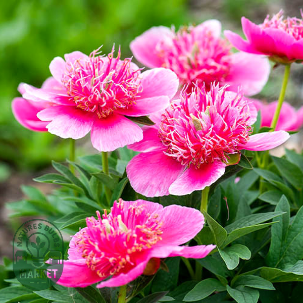 Anemoniflora