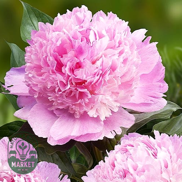 Angel Cheeks – Natures Bulb Market