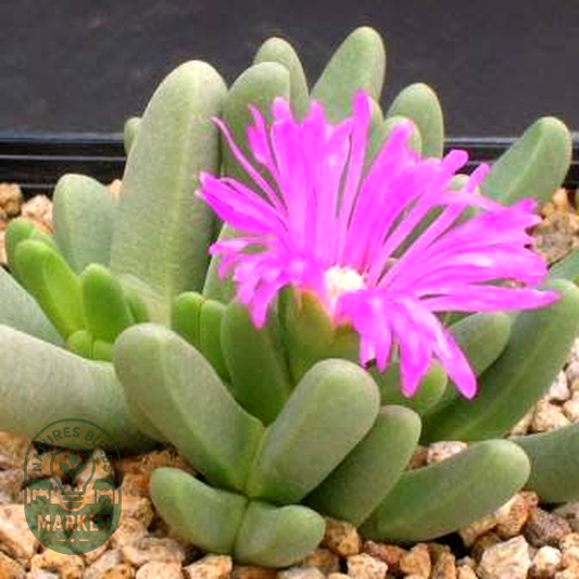 Antegibbaeum fissoides