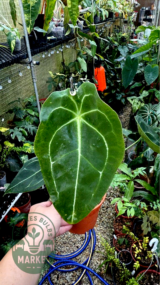 Anthurium Forgetii