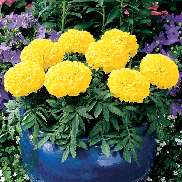 Antigua™ Yellow Hybrid Marigold Seeds