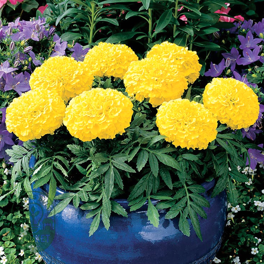 Antigua™ Yellow Hybrid Marigold Seeds