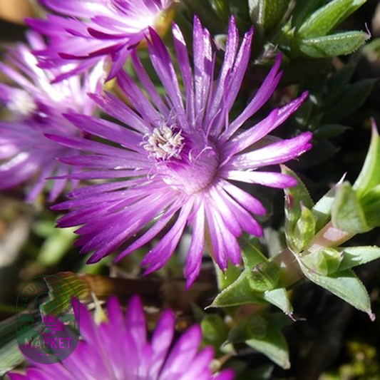 Antimima aristulata