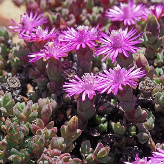 Antimima dasyphylla